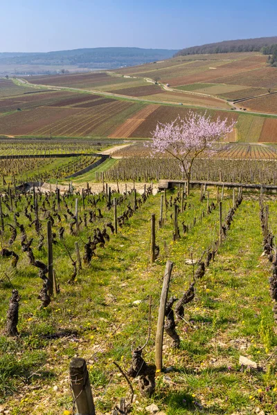 Viñedos Primavera Cerca Aloxe Corton Borgoña Francia —  Fotos de Stock
