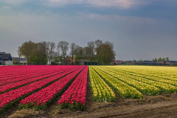 Field Tulips Alkmaar Netherlands — Photo
