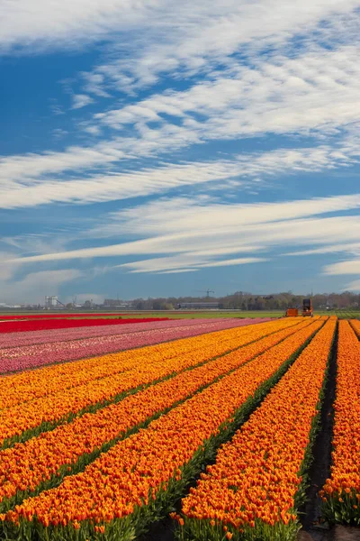 Pole Tulipanów Pobliżu Lemmer Friesland Holandia — Zdjęcie stockowe