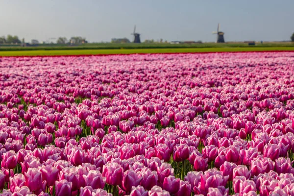 Field Tulips Ondermolen Windmill Alkmaar Netherlands — Photo