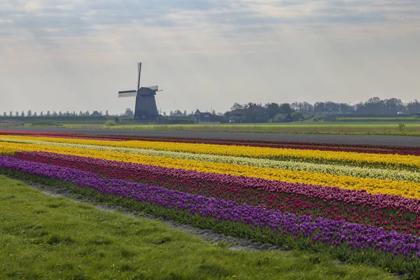 Field Tulips Ondermolen Windmill Alkmaar Netherlands — Stock Fotó