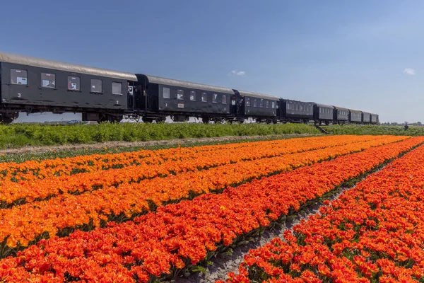 Pociąg Parowy Polem Tulipanowym Hoorn Medemblik Noord Holland Holandia — Zdjęcie stockowe