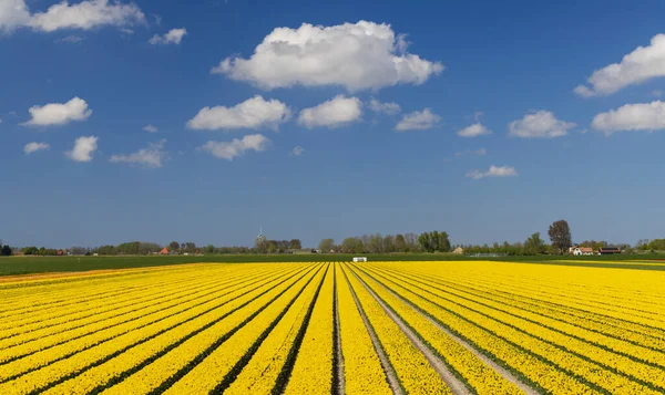 Tulpanfält Nära Alkmaar Nederländerna — Stockfoto