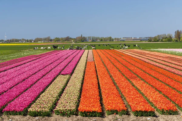 Campo Tulipanes Cerca Alkmaar Países Bajos — Foto de Stock