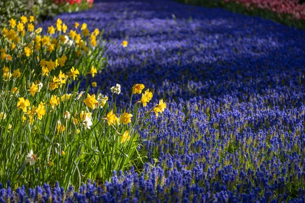 Цветы Мускари Muscari Armeniacum Narcissus Jonquilla Rush Narcis Цветнике Кекени — стоковое фото