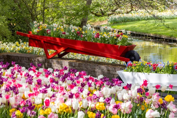 Keukenhof Jardín Flores Parque Tulipanes Más Grande Del Mundo Lisse — Foto de Stock