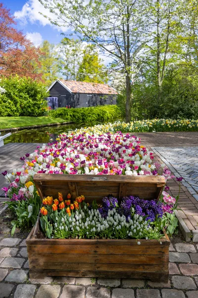 Keukenhof Blomsterhage Største Tulipanpark Verden Lisse Nederland – stockfoto