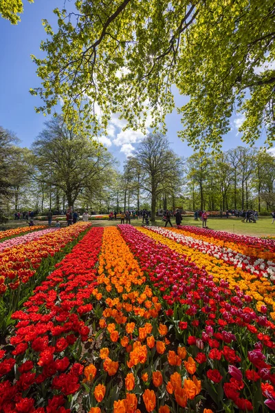 Keukenhof Çiçek Bahçesi Dünyanın Büyük Lale Parkı Lisse Hollanda — Stok fotoğraf
