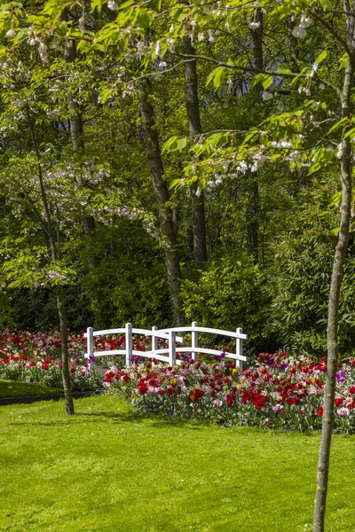 สวนดอกไม Keukenhof สวนท ใหญ ดในโลก สบอน เนเธอร แลนด — ภาพถ่ายสต็อก
