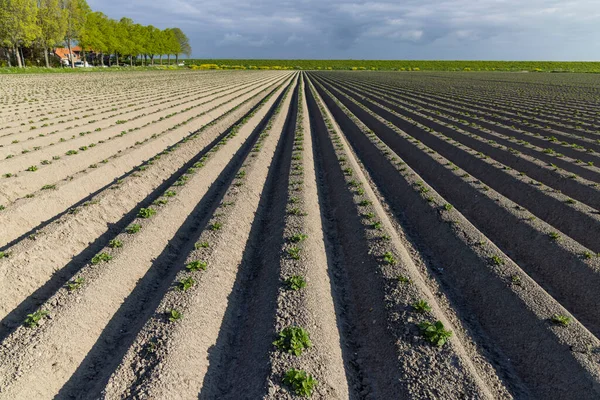 オランダ植え付け直後のジャガイモ畑の春景色 — ストック写真