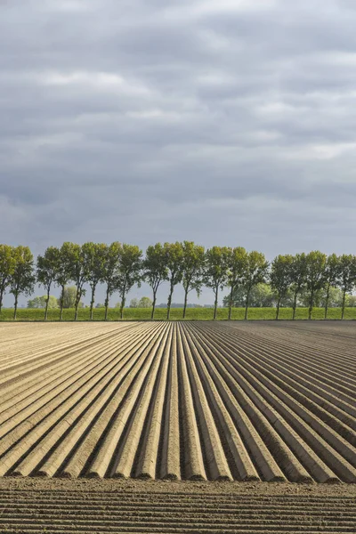 Spring View Potato Field Just Planting Netherlands — Fotografie, imagine de stoc