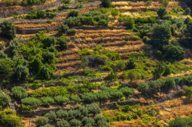 Sierra Nevada Ulusal Parkı, Endülüs, İspanya