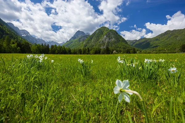 Spring Flower Triglavski National Park Slovenia — Stock Fotó