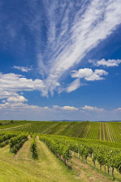 Wijngaard Bij Velke Bilovice Zuid Moravië Tsjechië — Stockfoto