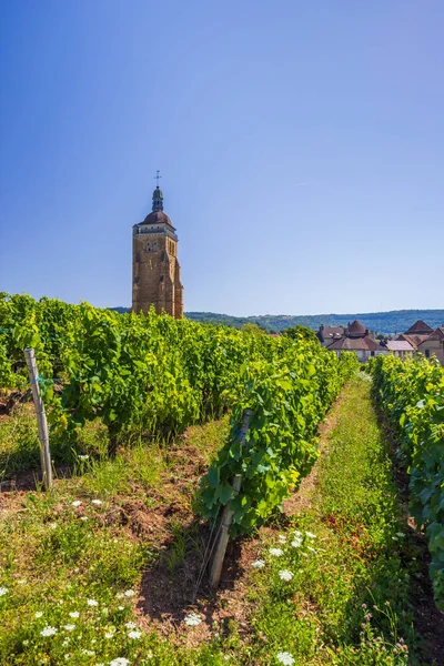 Winnice Kościołem Arbois Departament Jura Franche Comte Francja — Zdjęcie stockowe