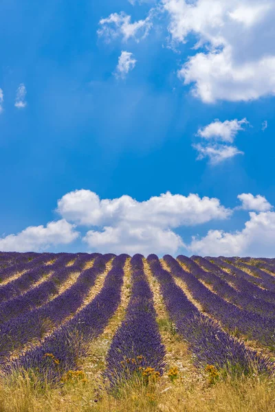 Lavendelfeld Bei Montbrun Les Bains Und Sault Provence Frankreich — Stockfoto