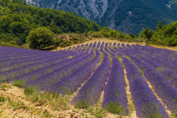 Lavendelveld Bij Montbrun Les Bains Sault Provence Frankrijk — Stockfoto