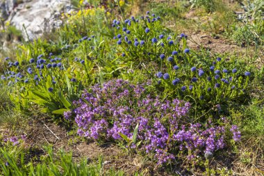 Palava manzarası, Doğal Kaya Anıtı (Kocici skala), Güney Moravya, Çek Cumhuriyeti