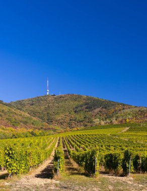 Sonbahar üzüm bağları ve Tokaji-hegy (513 metre), Tokaj bölgesi, Great Plain and North, Macaristan