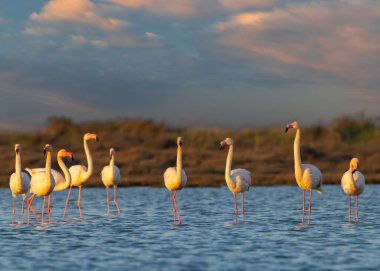 Flamingo in Parc Naturel bölgesel de Camargue, Provence, Fransa