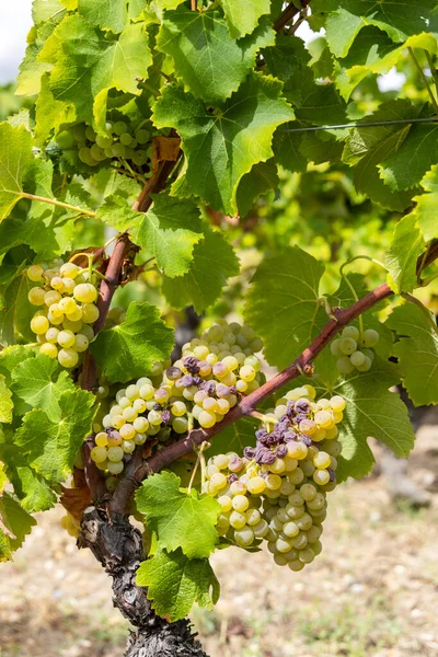 Типичные Виноград Botrytis Cinerea Сладких Вин Sauternes Бордо Аквитания Франция — стоковое фото