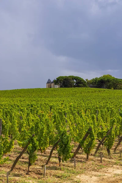 Typische Weinberge Der Nähe Von Chateau Yquem Sauternes Bordeaux Aquitanien — Stockfoto