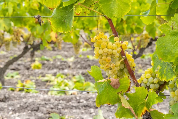 Typische Druiven Met Botrytis Cinerea Voor Zoete Wijnen Sauternes Bordeaux — Stockfoto