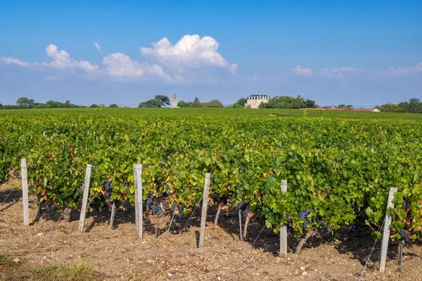 Typiska Vingårdar Nära Chateau Tour Bordeaux Aquitaine Frankrike — Stockfoto
