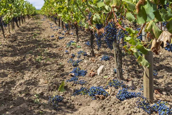 Reduzierung Der Reifezeit Der Trauben Zur Erzeugung Von Spitzenweinen Bordeaux — Stockfoto