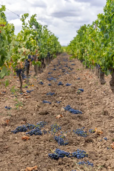 Зменшення Дозрівання Винограду Виробництва Високоякісних Вин Бордо Франція — стокове фото