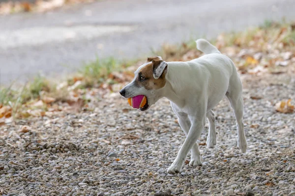 子供と遊ぶボール犬 — ストック写真