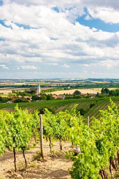 Unterretzbach Vineyards Lower Austria Austria — Stock Photo, Image