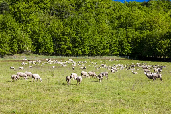 群羊在草原上 — 图库照片