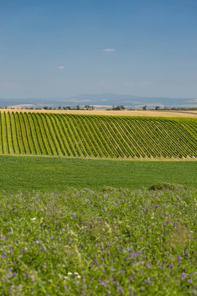 Paysage Avec Vignobles Slovaquie Moravie Sud République Tchèque — Photo