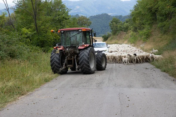 Droga Zablokowana Przez Stado Owiec Marche Włochy — Zdjęcie stockowe