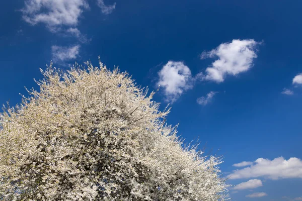 Bílý Kvetoucí Strom Proti Modré Obloze — Stock fotografie