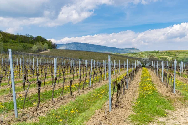 Spring Vineyards Palava Milovice Southern Moravia Czech Republic — стоковое фото