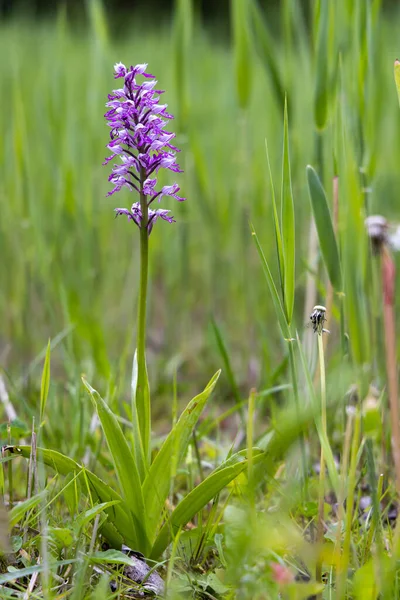 Orquídea Selvagem White Carpathian Mountains República Checa — Fotografia de Stock