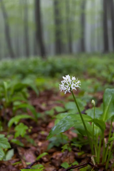Wiosenny Las Bukowy Białych Karpatach Morawy Południowe Czechy — Zdjęcie stockowe