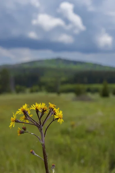 Paisagem Típica Primavera Perto Stozec Parque Nation Sumava República Checa — Fotografia de Stock