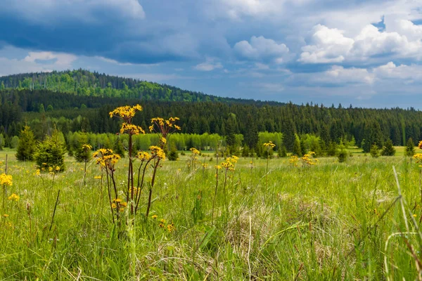 Paisagem Típica Primavera Perto Stozec Parque Nation Sumava República Checa — Fotografia de Stock