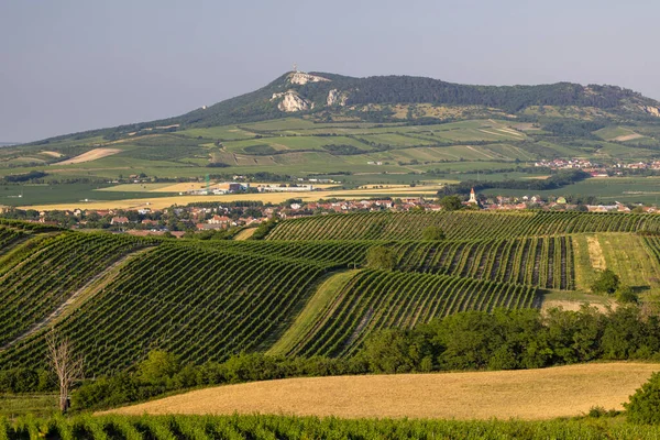 Виноградники Палавой Южная Моравия Чехия — стоковое фото