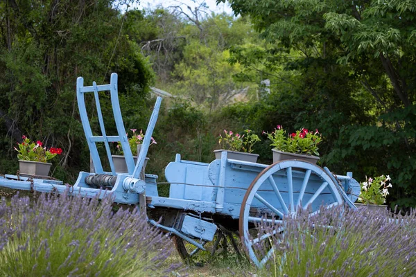 Modrý Dřevěný Vozík Levandulí Provence Francie — Stock fotografie