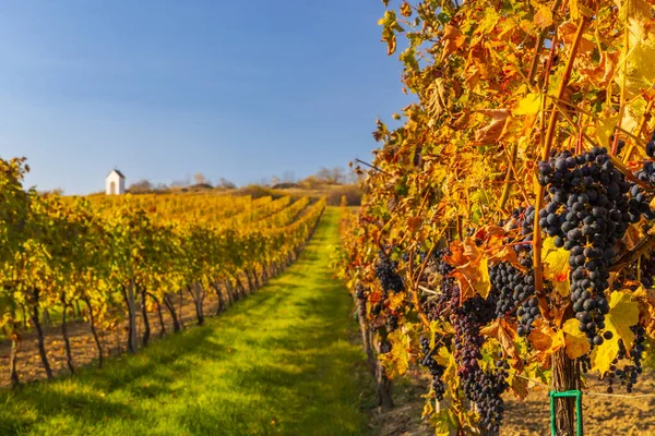 Vineyard Calvary Hnanice Znojmo Region Southern Moravia Czech Republic — Stock Photo, Image