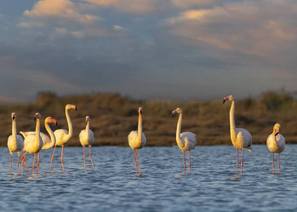 Flamingo Parc Naturel Regional Camargue Provence France — стокове фото