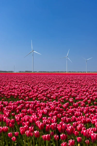 stock image wind turbines with tulip field, North Holland, Netherlands