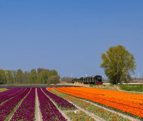 Trai Vapeur Avec Champ Tulipes Hoorn Medemblik Noord Holland Pays — Photo