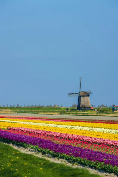 Вітряк Тюльпановим Полем Північній Голландії Нідерланди — стокове фото