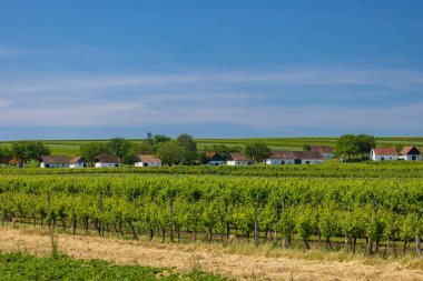 Poysdorf, Aşağı Avusturya yakınlarındaki Ketzelsdorf 'ta geleneksel şarap mahzeni caddesi (kellergasse) 