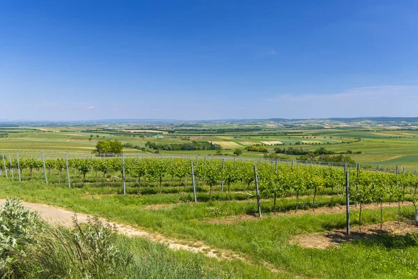 Виноградники Рядом Mailberg Нижняя Австрия Австрия — стоковое фото